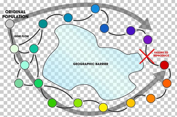 Ring Species Sympatric Speciation Geographical Isolation Evolution PNG, Clipart, Anagenesis, Area, Barrier, Biology, Circle Free PNG Download