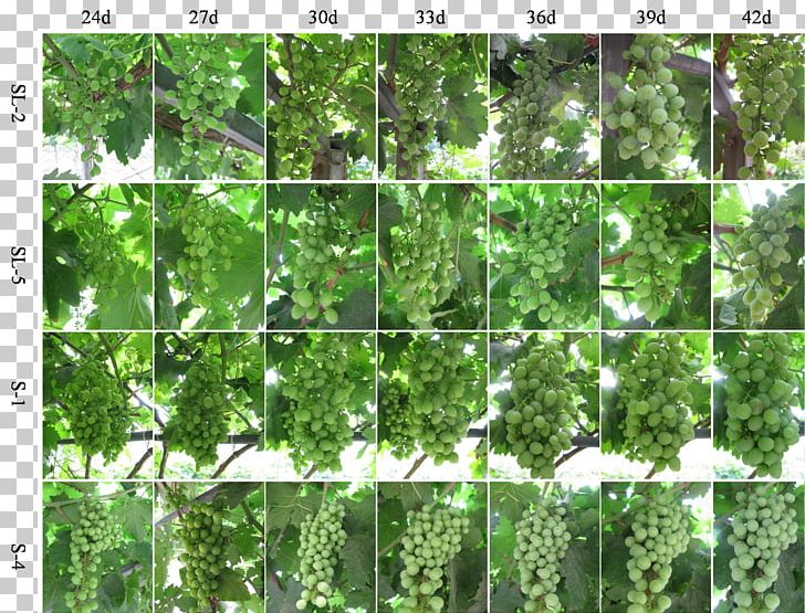 Common Grape Vine Seedless Fruit Annual Growth Cycle Of Grapevines PNG, Clipart, Annual Growth Cycle Of Grapevines, Common Grape Vine, Cytokinin, Fruit Nut, Germination Free PNG Download