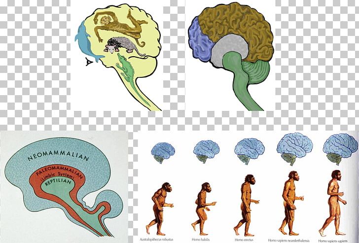 Neanderthal Brain Size Human Brain Human Evolution PNG, Clipart, Anatomically Modern Human, Ape, Brain, Brain Size, Evolution Free PNG Download