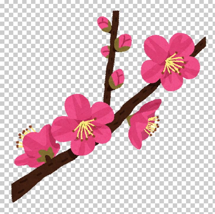 Plum Blossom ツクバサンバイリン Osaka UMENOHANA CO. PNG, Clipart, Anthesis, Beefsteak Plant, Blossom, Branch, Cherry Blossom Free PNG Download