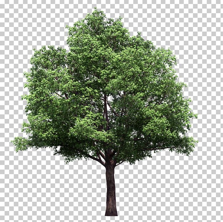 Tree Lindens Plant PNG, Clipart, American Sweetgum, Branch, Evergreen, Gratis, Lindens Free PNG Download