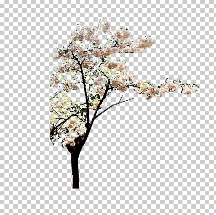 Tree PNG, Clipart, Blossom, Blossoms, Branch, Cherry Blossom, Cherry Blossoms Free PNG Download