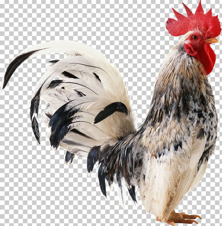 Chicken Rooster Computer Icons PNG, Clipart, Animals, Beak, Bird, Chicken, Computer Graphics Free PNG Download