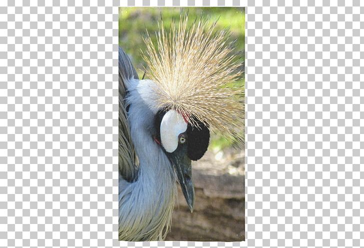Crane Cygnini Bird Beak Goose PNG, Clipart, Anatidae, Beak, Bird, Crane, Crane Like Bird Free PNG Download