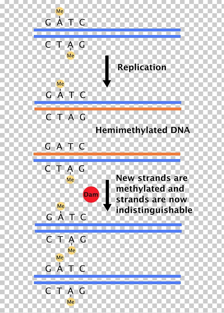 DNA Replication Dam Methylase Methylation DNA Mismatch Repair PNG, Clipart, Adenine, Angle, Area, Biology, Dna Free PNG Download