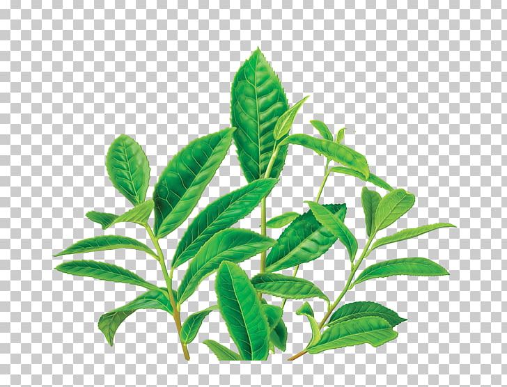 Green Tea Organic Food Masala Chai Decaffeination PNG, Clipart, Background Green, Black Tea, Branch, Caffeine, Camellia Free PNG Download