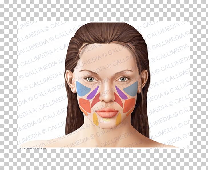 Human Anatomy Face Physiology Skin PNG, Clipart, Anatomia Y Fisiologia, Anatomy, Cheek, Chin, Face Free PNG Download