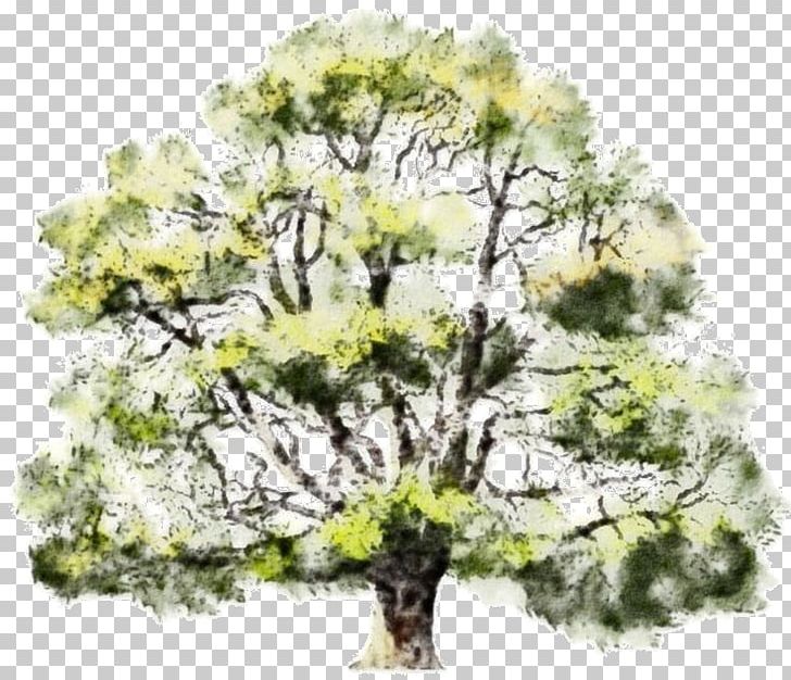 Tree Watercolor Painting Oak Drawing PNG, Clipart, Architectural Rendering, Architecture, Branch, Drawing, Houseplant Free PNG Download