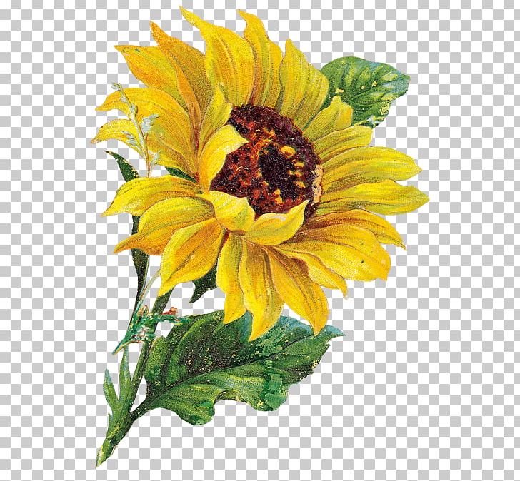 Common Sunflower PNG, Clipart, Annual Plant, Cicek Resimleri, Cut Flowers, Daisy Family, Document Free PNG Download