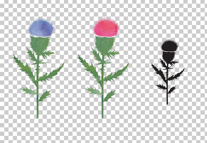 Thistle Euclidean Flower PNG, Clipart, Black, Breeze, Color, Couple, Dandelion Free PNG Download