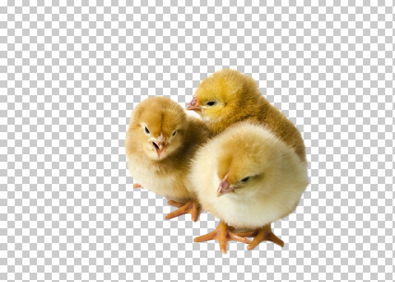 Chicken Bird Poultry Duck Yellow PNG, Clipart, Beak, Bird, Chicken, Duck, Ducks Geese And Swans Free PNG Download