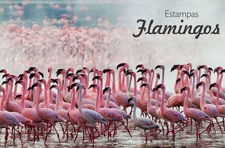 Lake Nakuru Lake Bogoria Flamingo San Diego Zoo PNG, Clipart, Advertising, Animals, Bird, Bird Nest, Flamingo Free PNG Download