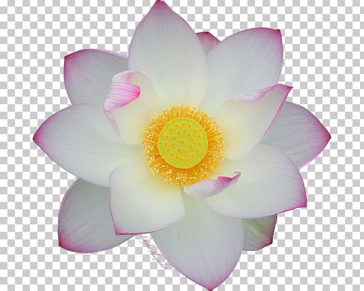 Rosaceae Rose Close-up Petal Lotus-m PNG, Clipart, Aquatic Plant, Closeup, Close Up, Decorative, Family Free PNG Download