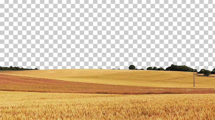Wheat Field Cereal Food Grain PNG, Clipart, Agriculture, Cereals, Commodity, Crop, Ecoregion Free PNG Download