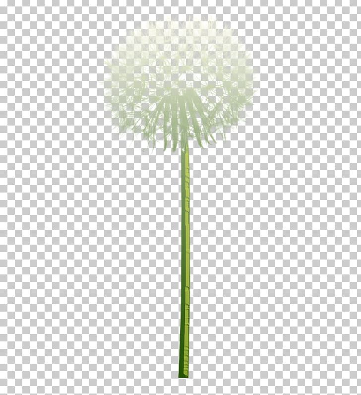 Common Dandelion Euclidean Tooth PNG, Clipart, Dandelion Flower, Dandelions, Dandelion Seeds, Dandelion Vector, Diagram Free PNG Download