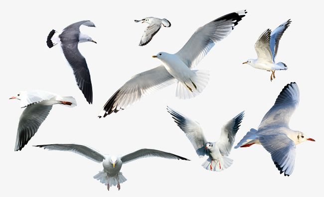 Seagull Collection PNG, Clipart, Animal, Birds, Collection Clipart, Flying, Flying Seagulls Free PNG Download