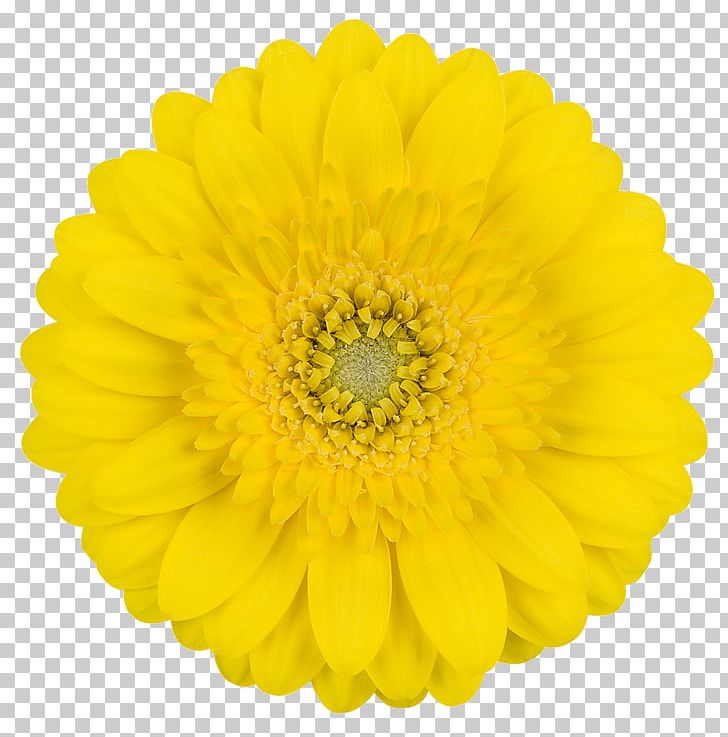 Transvaal Daisy Cut Flowers Yellow Flower Bouquet PNG, Clipart, Chrysanths, Color, Cut Flowers, Daisy, Daisy Family Free PNG Download