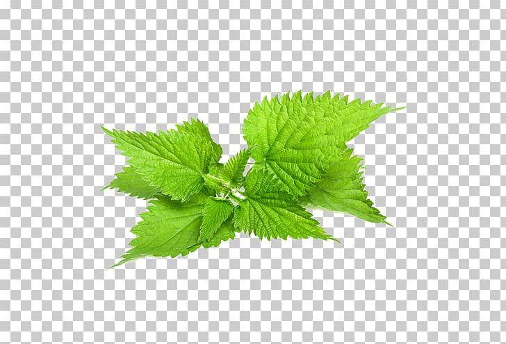 Common Nettle Stock Photography Plant Herb PNG, Clipart, Benign Prostatic Hyperplasia, Common Nettle, Dioecy, Disease, Food Drinks Free PNG Download