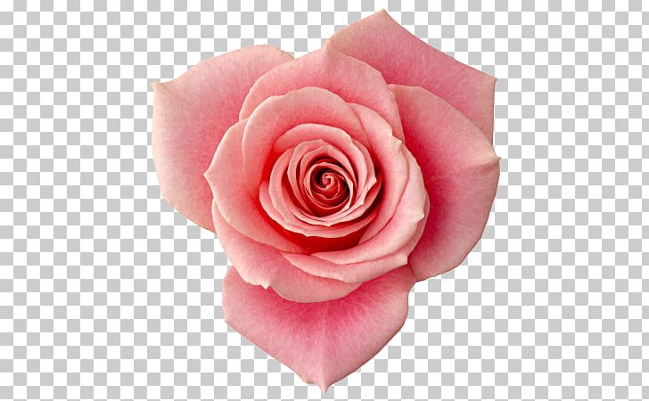 Flower Garden Roses Beach Rose Still Life: Pink Roses PNG, Clipart, Beach Rose, Closeup, Color, Cut Flowers, Floribunda Free PNG Download