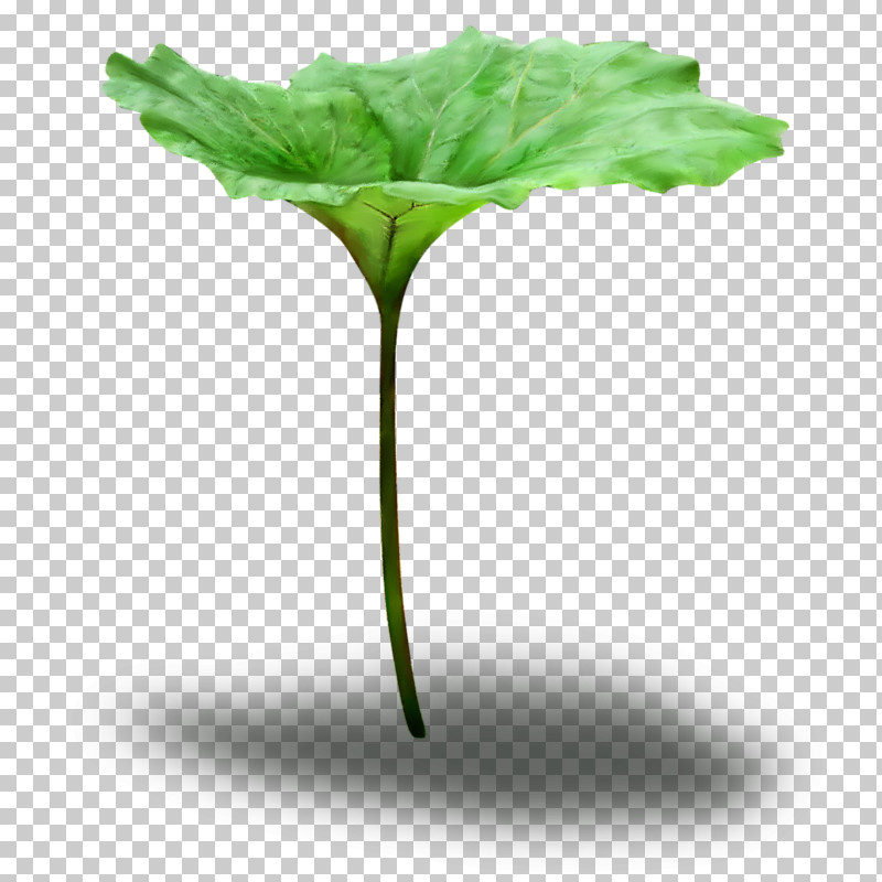 Leaf Green Plant Flower Plant Stem PNG, Clipart, Annual Plant, Flower, Green, Herb, Leaf Free PNG Download