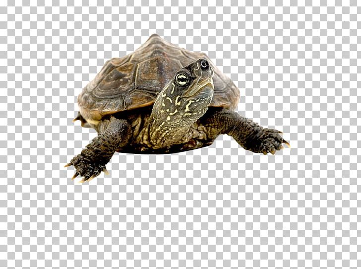 Box Turtles Common Snapping Turtle Tortoise PNG, Clipart, Box Turtle, Box Turtles, Chelydridae, Clip Art, Common Snapping Turtle Free PNG Download