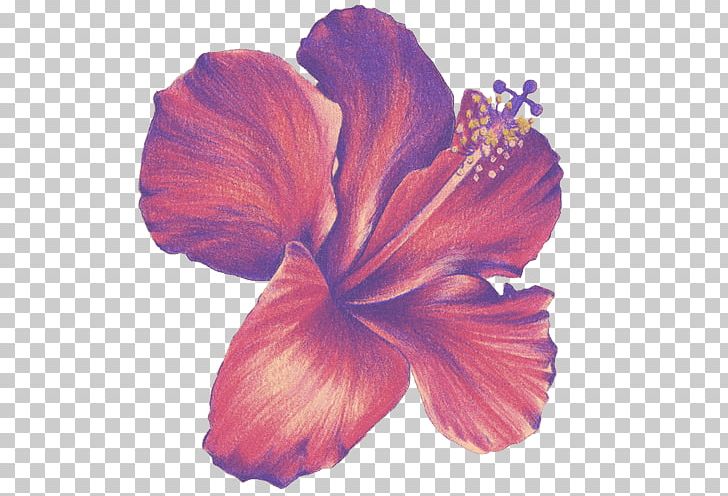 Flower Drawings Colored Pencil Sketch PNG, Clipart, Art, Art Museum, Cartoon, Color, Colored Pencil Free PNG Download