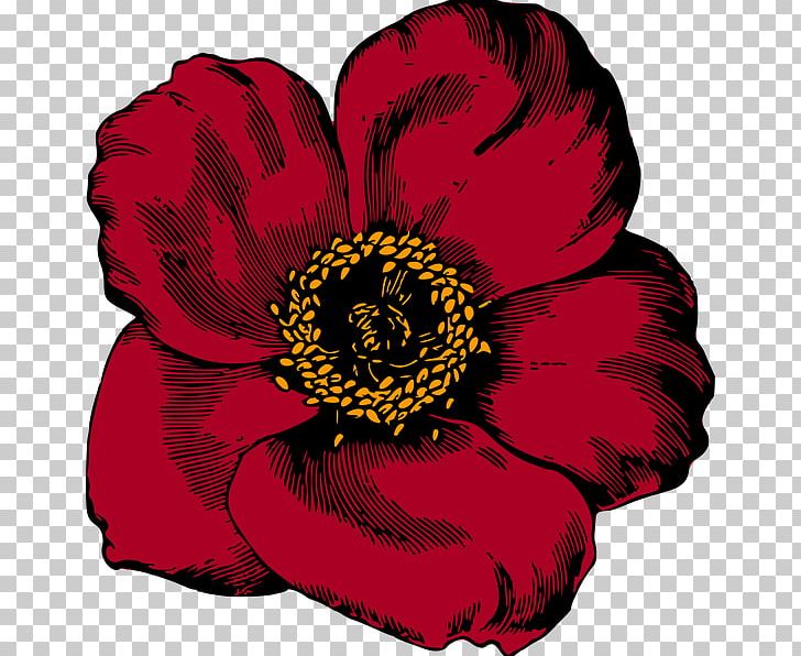 Flower Red Poppy PNG, Clipart, Blue, Color, Cut Flowers, Floral, Flower Free PNG Download