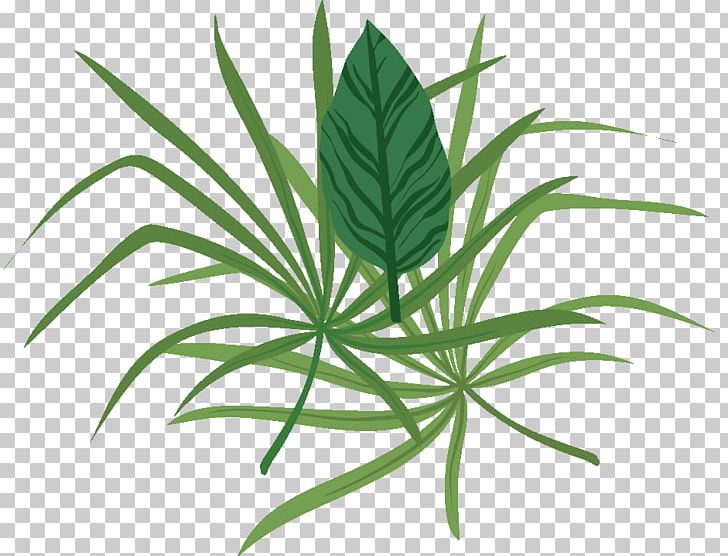 Food Leaf Hemp Plants Herb PNG, Clipart, Cordyline, Food, Gift, Gift Card, Grass Free PNG Download
