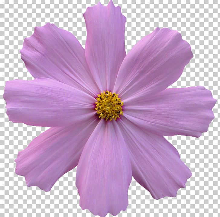 Garden Cosmos Flower Garden PNG, Clipart, Annual Plant, Cosmos, Daisy Family, Desktop Wallpaper, Flower Free PNG Download