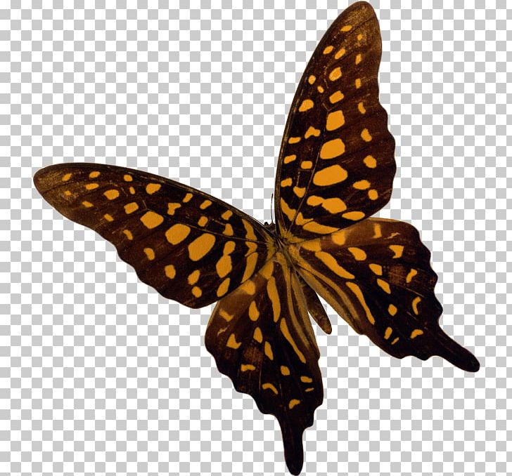Monarch Butterfly Moth Insect Brush-footed Butterflies PNG, Clipart, Art, Arthropod, Brush Footed Butterfly, Butterfly, Caligo Memnon Free PNG Download