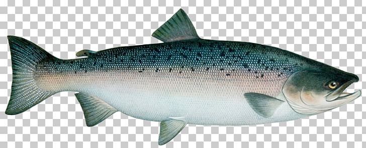 Sardine Coho Salmon Trout Atlantic Salmon PNG, Clipart, Animal Figure, Animals, Atlantic Salmon, Bass, Bony Fish Free PNG Download