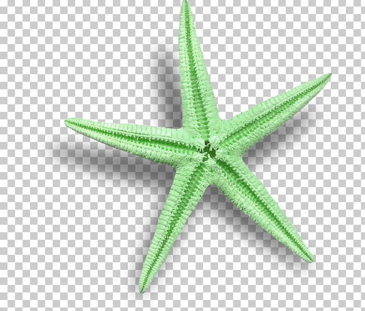 Starfish Sea Marthasterias Glacialis PNG, Clipart, Animals, Background Green, Bit, Euclidean Vector, Green Free PNG Download
