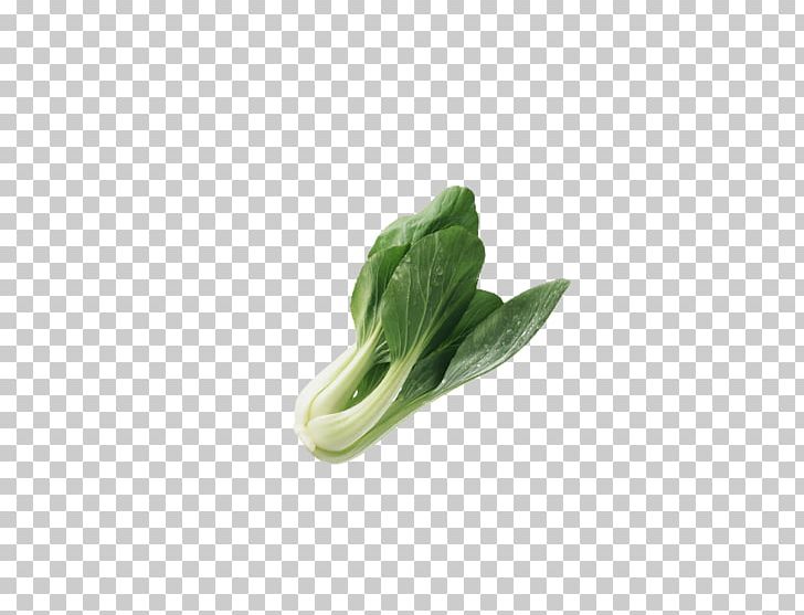 Vegetable Napa Cabbage Fruit PNG, Clipart, Brassica Oleracea, Cabbage, Cabbage Leaves, Cabbage Roses, Cartoon Cabbage Free PNG Download