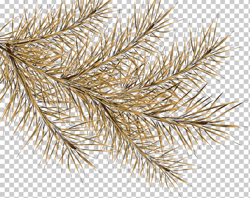White Pine Red Pine Tree Oregon Pine Shortstraw Pine PNG, Clipart, American Larch, American Pitch Pine, Branch, Colorado Spruce, Conifer Free PNG Download