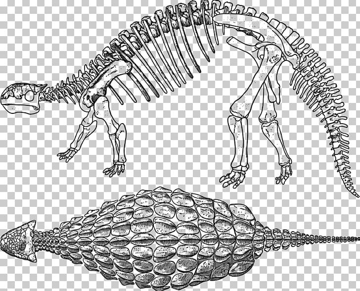 Ankylosaurus Stegosaurus Apatosaurus Dinosaur Scelidosaurus PNG, Clipart, Ankylosauridae, Ankylosaurus, Apatosaurus, Armour, Artwork Free PNG Download
