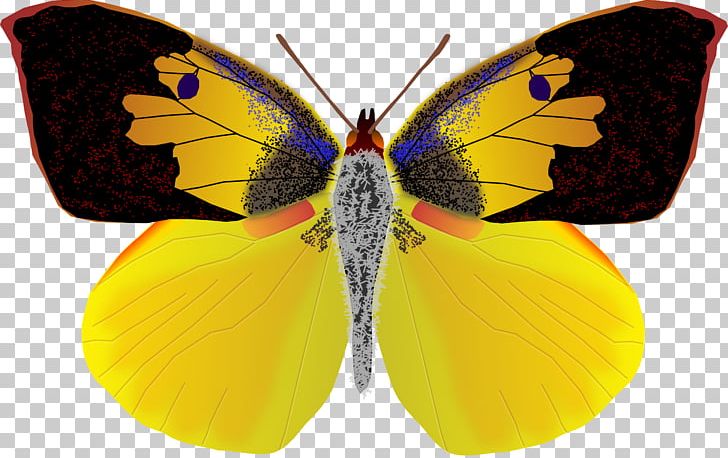California Butterfly Dog Insect Coliadinae PNG, Clipart, Arthropod, Brush Footed Butterfly, Butterfly, Butterfly Net, California Free PNG Download
