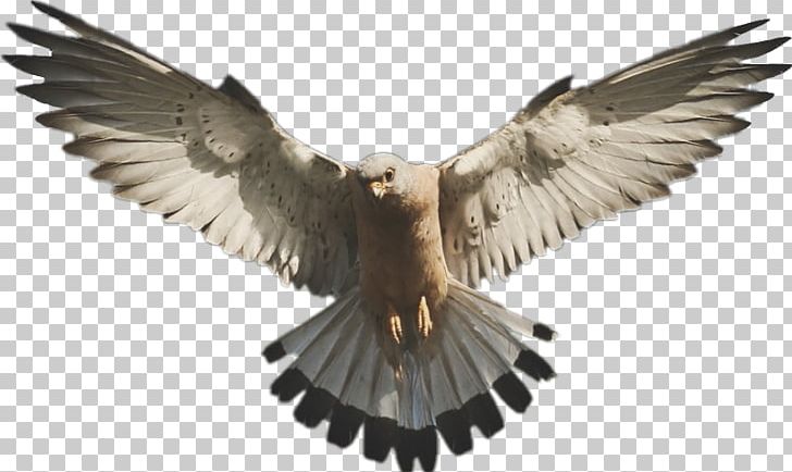 Falcon PNG, Clipart, Accipitriformes, Animals, Beak, Bird, Bird Of Prey Free PNG Download