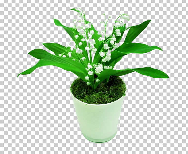 Lily Of The Valley Plant Vine Flower Cutting PNG, Clipart, Cafee, Chinese Money Plant, Cut Flowers, Cutting, Floraison Free PNG Download