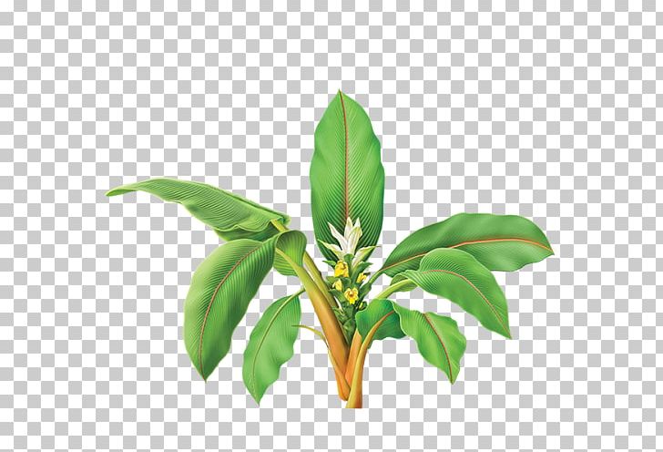 Turmeric Herb Curcumin Golden Milk Plant PNG, Clipart, Botanical Illustration, Curcumin, Curcuminoid, Flower, Food Free PNG Download