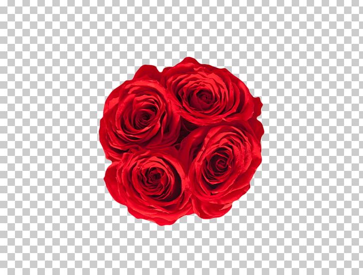 Garden Roses Floribunda Cut Flowers Floristry PNG, Clipart,  Free PNG Download