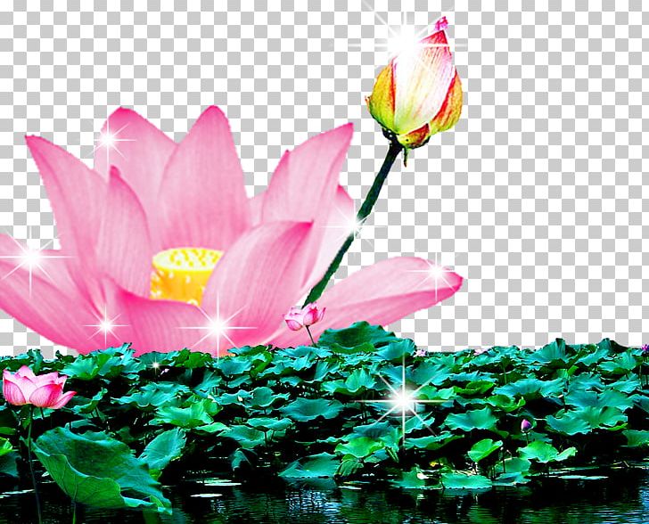 Nelumbo Nucifera PNG, Clipart, Aquatic Plant, Art, Bloom, Blooming, Blooming Flowers Free PNG Download