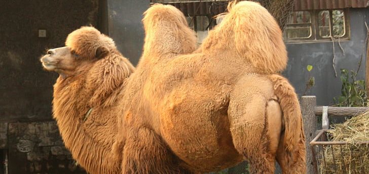 Wild Bactrian Camel Dromedary Mongolia PNG, Clipart, Animals, Arabian Camel, Bactria, Bactrian Camel, Camel Free PNG Download