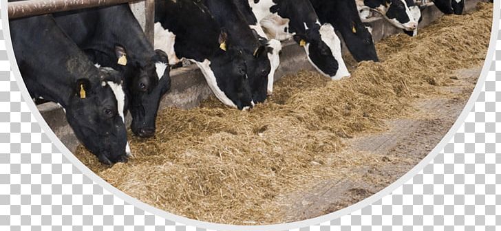 Dairy Cattle Holstein Friesian Cattle Sheep Cattle Feeding Dairy Farming PNG, Clipart, Agriculture, Animal Feed, Animals, Calf, Cattle Free PNG Download