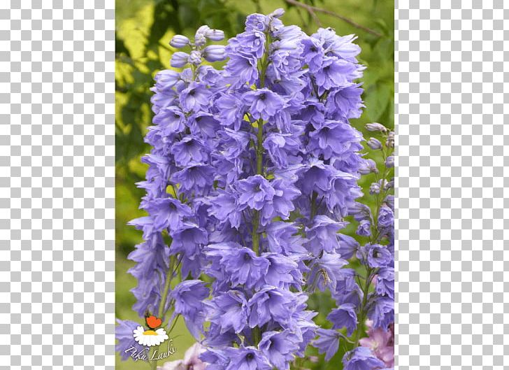 English Lavender Bellflower Violet Larkspur PNG, Clipart, Bee, Bellflower, Bellflower Family, Delphinium, English Lavender Free PNG Download