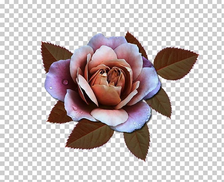 Garden Roses Centifolia Roses Pink Douchegordijn Cut Flowers PNG, Clipart, Centifolia Roses, Curtain, Cut Flowers, Douchegordijn, Flower Free PNG Download