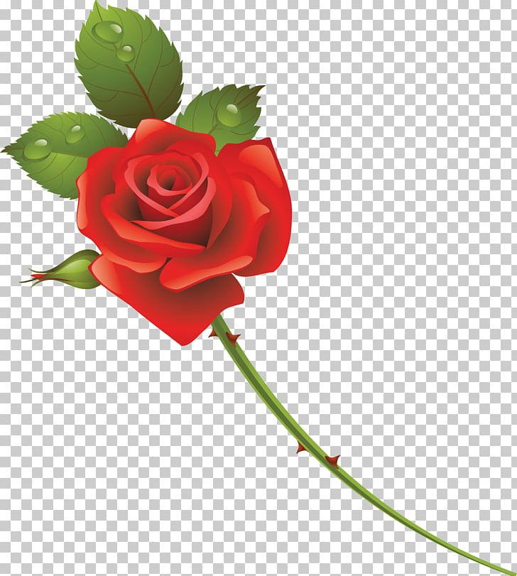 Garden Roses Cut Flowers PNG, Clipart, Cut Flowers, Flora, Floral Design, Floristry, Flower Free PNG Download