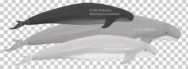 Short-beaked Common Dolphin Toothed Whale Long-beaked Common Dolphin Cetaceans PNG, Clipart, Animal, Animal Figure, Animals, Black And White, Black Sea Free PNG Download
