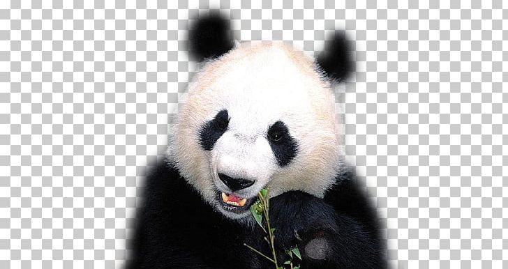 The Giant Panda Bear Red Panda Animal PNG, Clipart, Animal, Animals, Bamboo, Bear, Carnivoran Free PNG Download