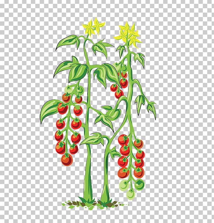 Greenify Cherry Tomato Flowerpot Plant Vegetable Png Clipart Art Artwork Branch Cherry Tomato Chili Pepper Free,Bird Wings Png