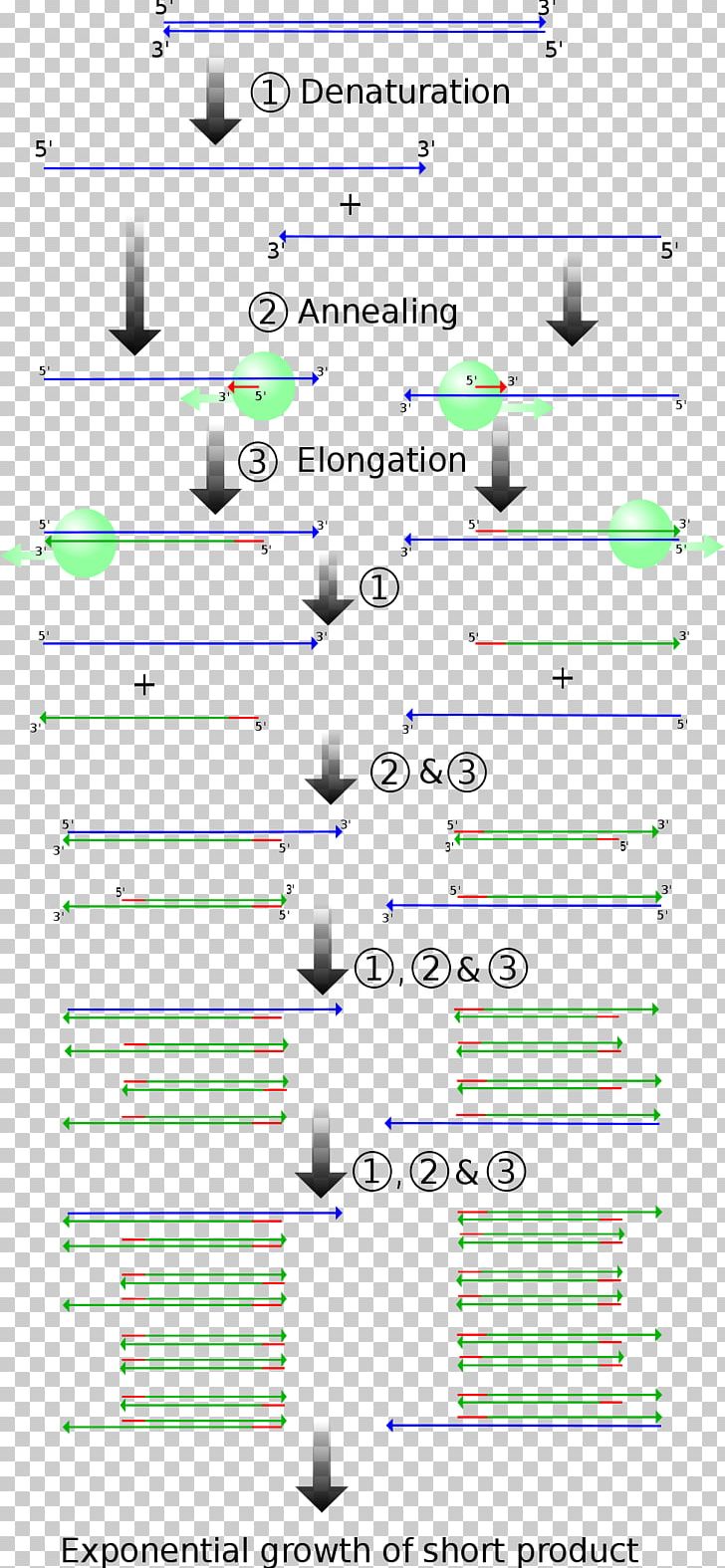 Real-time Polymerase Chain Reaction Molecular Genetics PNG, Clipart, Angle, Area, Biology, Biotechnology, Cloning Free PNG Download